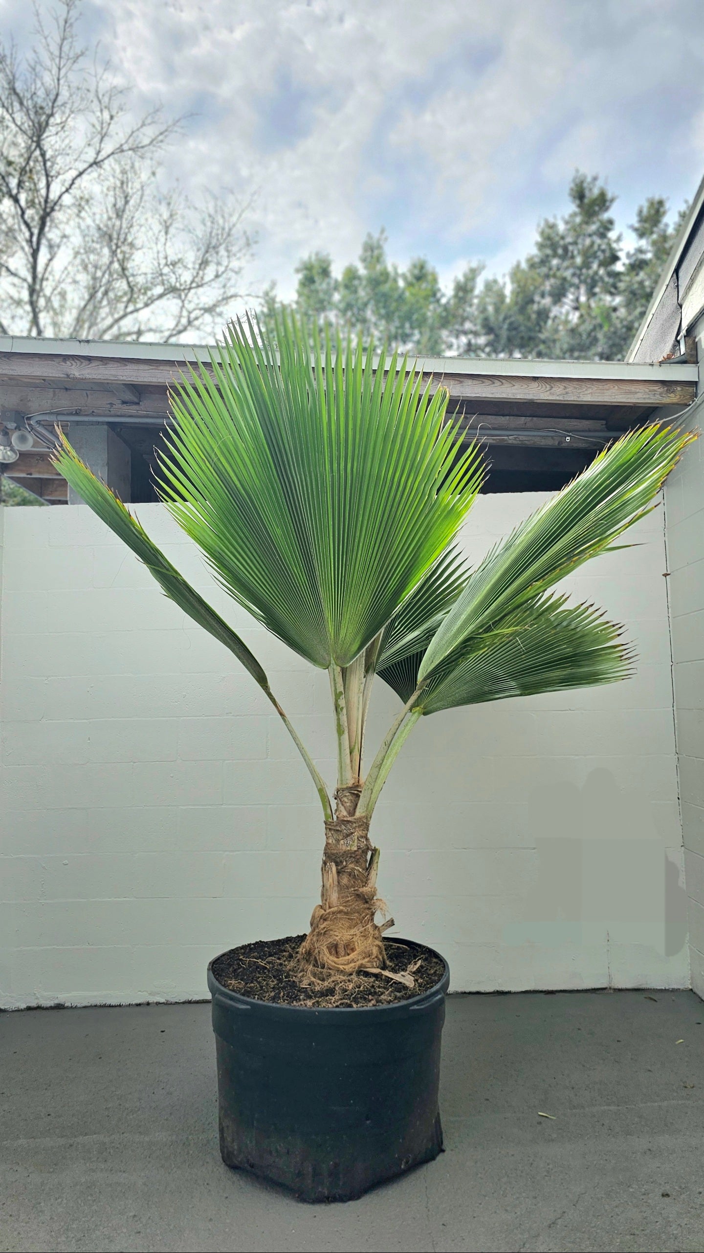 Pritchardii Pacifica | Fiji Fan Palm