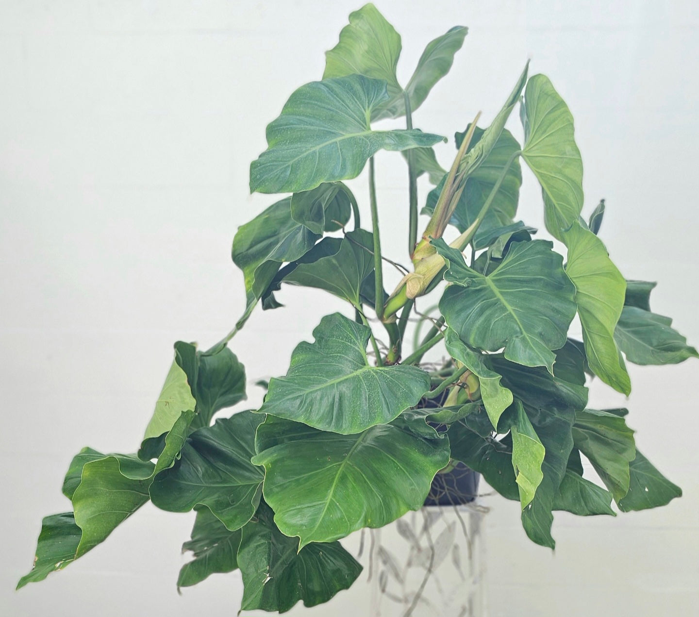 Philodendron | Wilson II