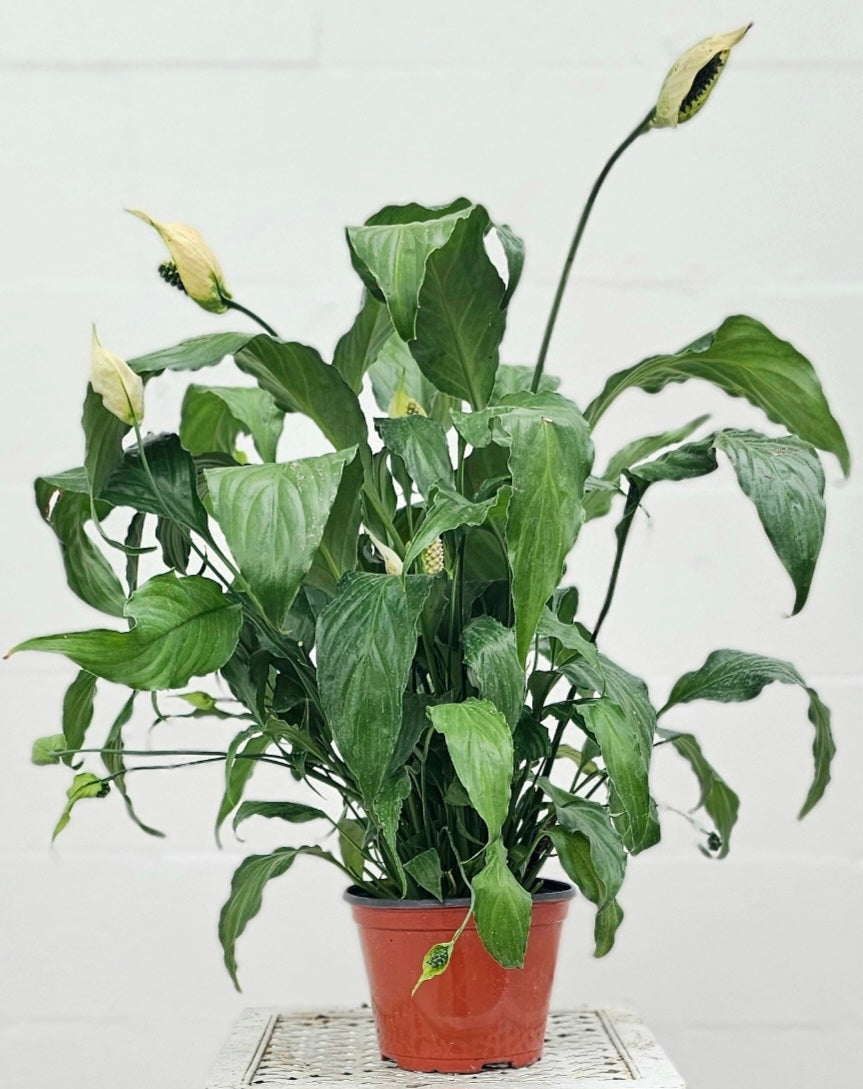Spathiphyllum | Peace Lily
