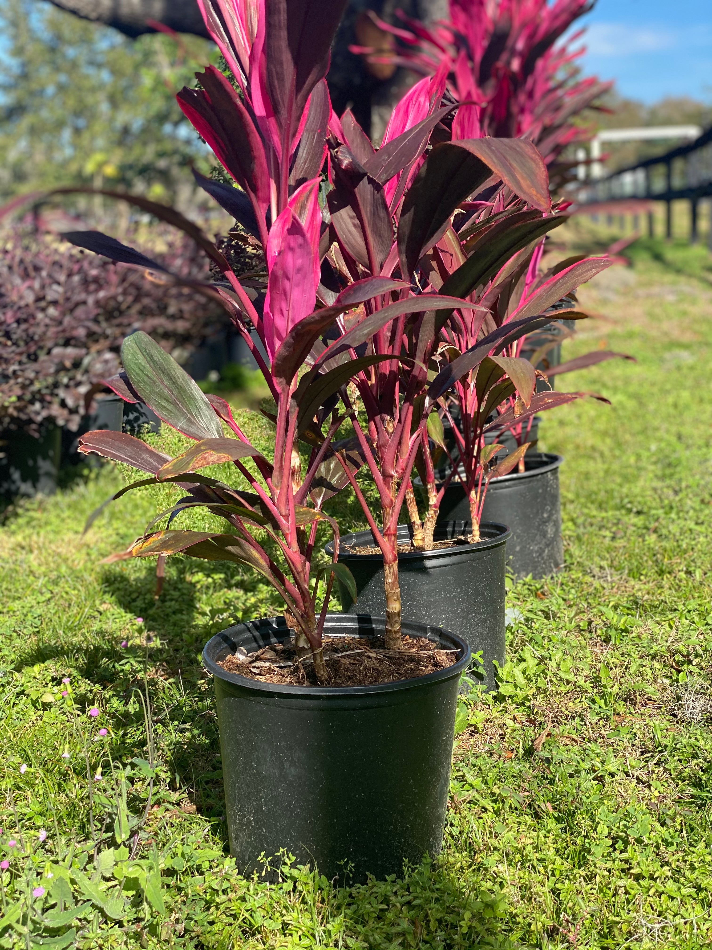 Cordyline | Red Sister