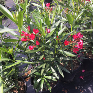 Oleander | Cardinal Red